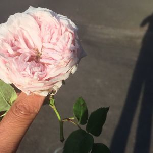 Meet your Posher, Kia